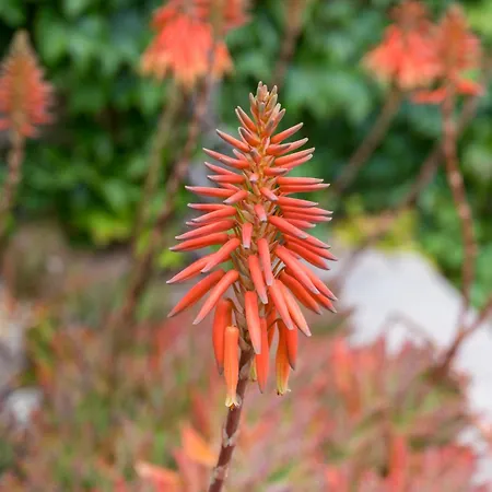 San Michele Di Danio Giovanni * Dolcedo