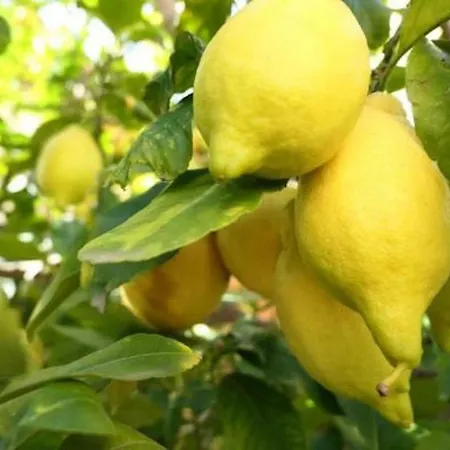 Agriturismo San Michele Farm stay *